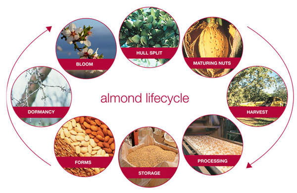 Visuals in this post courtesy of The Almond Board of CA